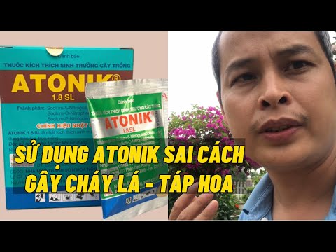 Sử dụng Atonik không đúng cách sẽ gây cháy hoa và táp lá