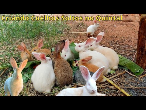 , title : 'Criação de coelhos Soltos/ Criando coelhos soltos no quintal'