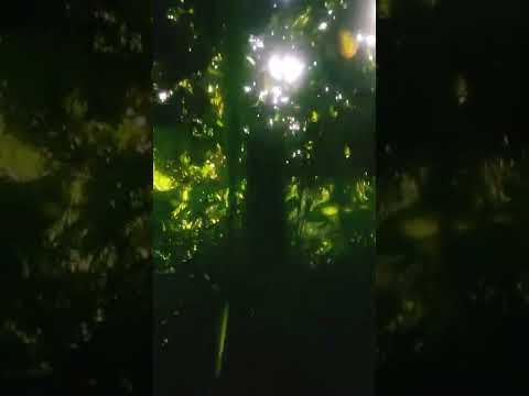 Pastoral sunset time nature scene