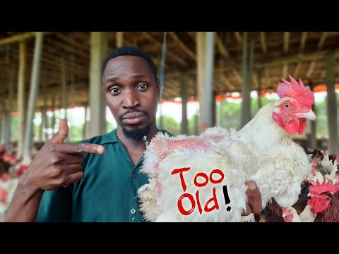 , title : 'What Happens to Farm Chickens that get TOO OLD?'