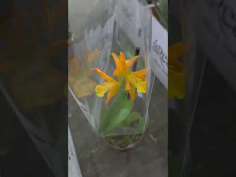 orquídeas