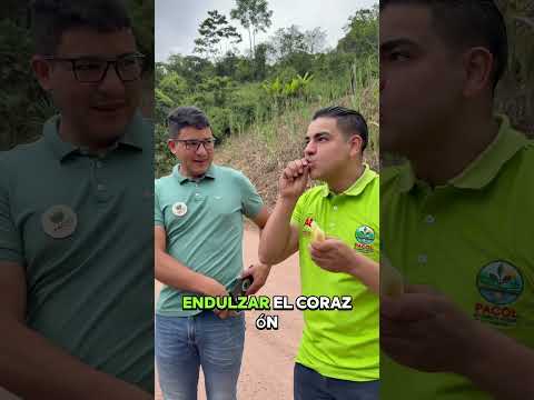 Convención endulzando el departamento de Norte de Santander