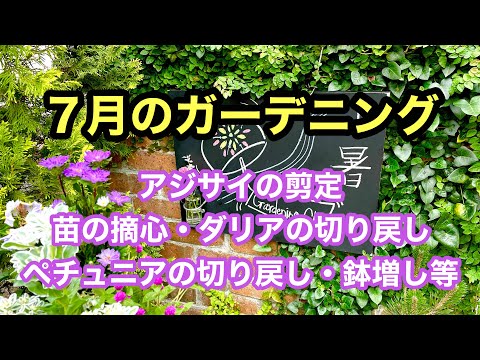 春にクレマチスを剪定し、適切に管理するにはどうすればよいですか？簡単なヒントに従ってください。  庭園