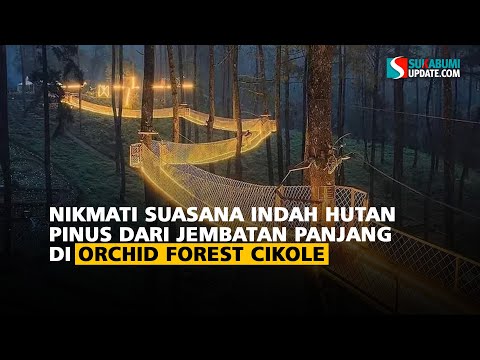 Nikmati Suasana Indah Hutan Pinus dari Jembatan Panjang di Orchid Forest Cikole