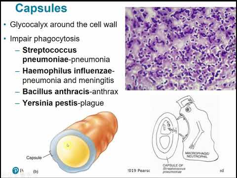 2117 Chapter 15 - Microbial Mechanisms of Pathogenicity