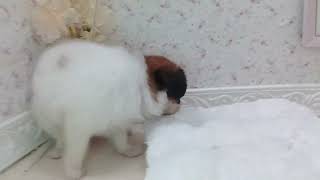 パピヨンの動画01