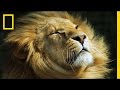 Warriors For Conservation National Geographic
