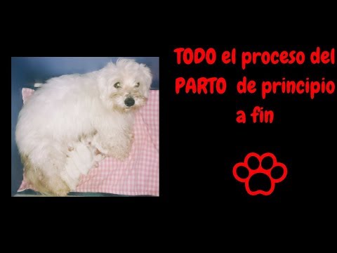 Parto del perro, parto canino