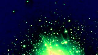 Junior boys banana ripple