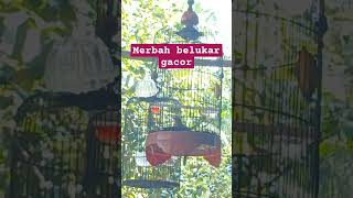 Download lagu merbah belukar gacor mp3 Download lagu merbah belukar gacor mp3