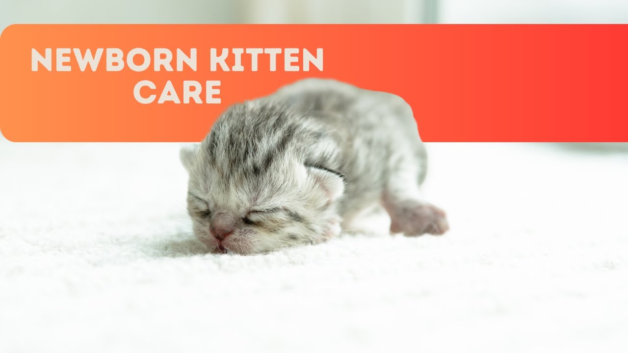 Newborn Kitten Care: Essential Tips for the First Weeks - Petcare
