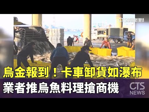 烏金報到！　卡車卸貨如瀑布　業者推烏魚料理搶商機