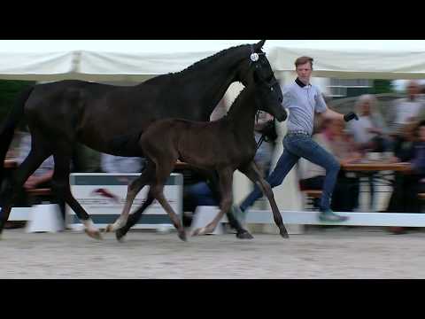 Stf v Devonport x Fuerst Heinrich x Egmont 2017