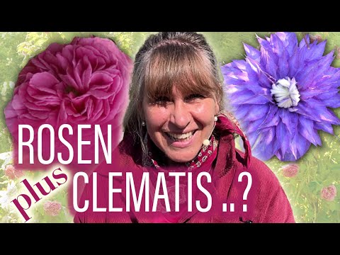 CLEMATIS – ideale ROSEN-Begleiter 🌸🌞🌹 TOP Kombinations-Tipps von Stefanie Körner