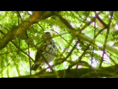 Wood Thrush singing