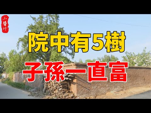 五葉松 風水