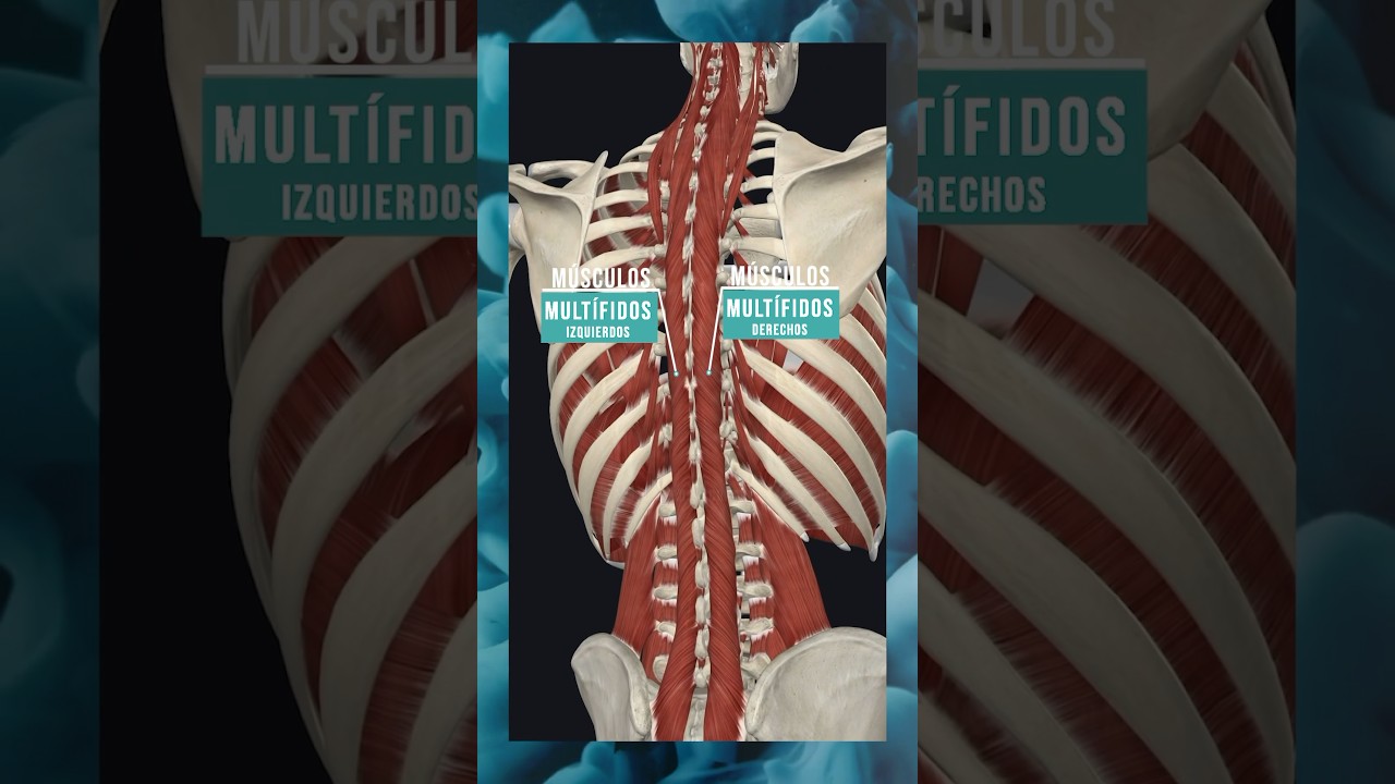 ¿Conocías los músculos multífidos? #anatomía #cuerpohumano #fisioterapia #educación #medicina #body