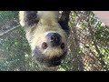 Sloth Explores Exercise Yard