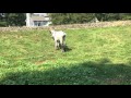 Donkey Sex Gucci And Jaguar Wedding