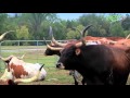 Agro TV Texas Longhorn Long Horned Cattle