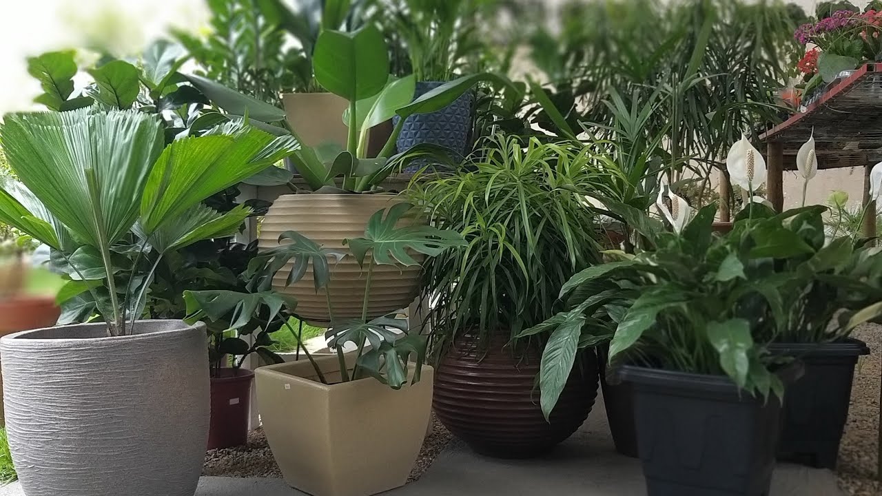 10 PLANTAS DE SOMBRA PARA SALA QUE PRECISAM DE POUCO CUIDADO!