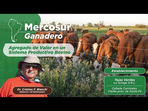 Mercosur Ganadero, Agregado de Valor en un Sistema Productivo Bovino. La Gringa SRL - Farmquip