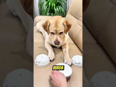 🔥 Rıfkı ile Zihin Oyunları