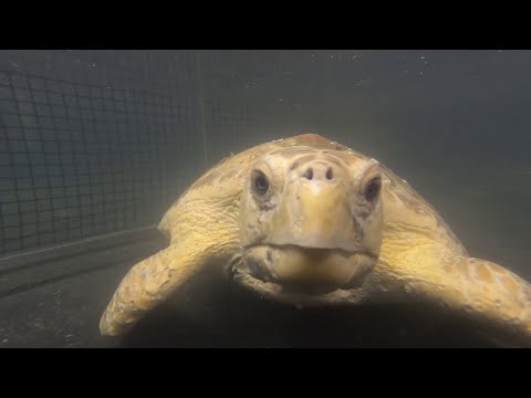 Texas State Aquarium puts rescued loggerhead turtles in emergency housing at Port Corpus Christi...