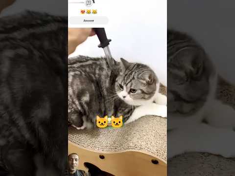 Cute kitten 🐈😹#reels #funny #comedy #instagram #cartoon #cats