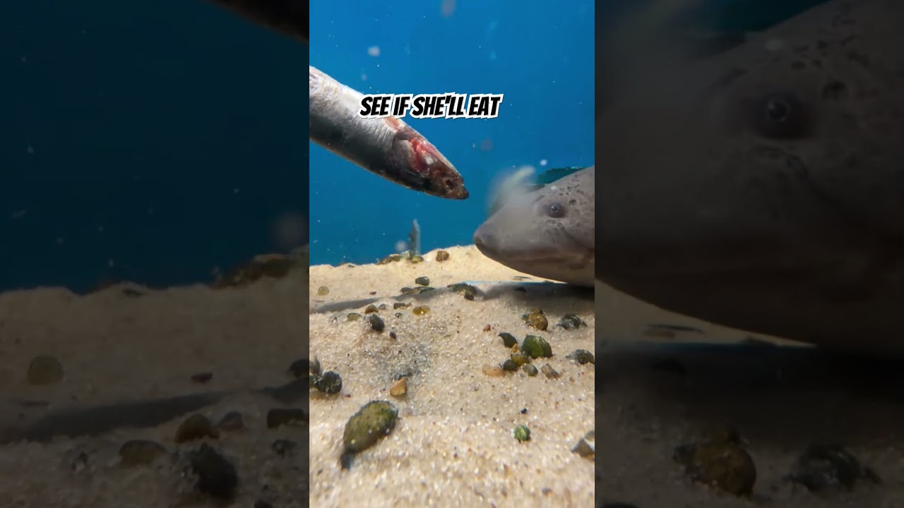 Enlarge Lupe the Lungfish, a Adoptable Freshwater Fish in Neenah, WI video 2/2