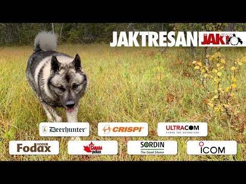 Jaktresan: En annorlunda älgjakt