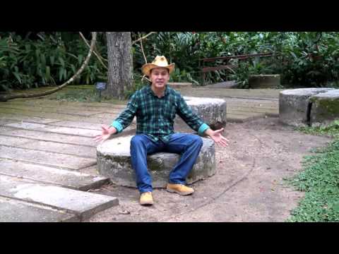 Jardim Das Delícias - Aloysio Leme