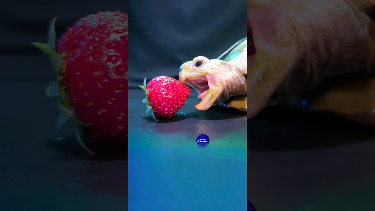ASMR Mukbang Eating Strawberry 🍓 Turtle Tortoise - inASMR