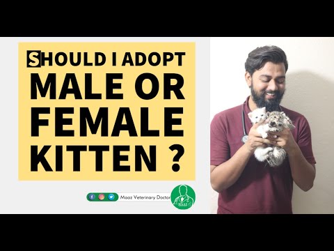 Should i Adopt Male or Female Kitten? | Better to Adopt Male or Female Kitten ?