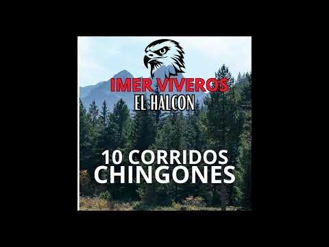 CORRIDO DE LOS PAVITOS LOS TRES HERMANOS ROCHA