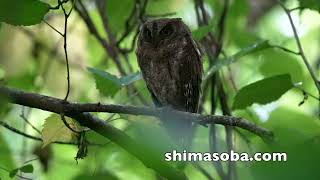リュウキュウコノハズク、アオバズク、アカショウビン、サンコウチョウ(動画あり)