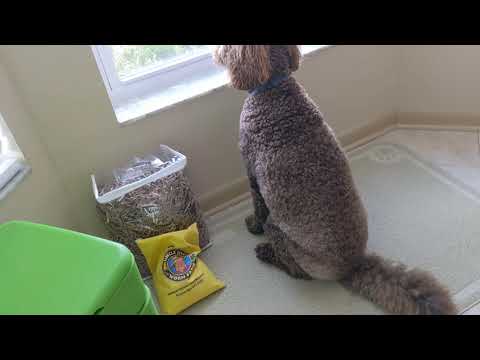 Hot Frog Living Composter Day 53 - Jumbo Feeding #5 + Bugs?  - Vermicomposting