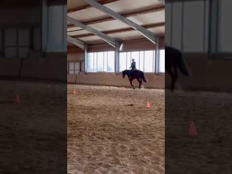 Westernreiten - Galopp - Angaloppieren aus dem Schritt; HORSE Soul Connection #3