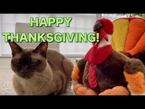 Do You Have a Catloaf to Go With Your Turkey?! - Happy Thanksgiving! - Cute Burmese Cat