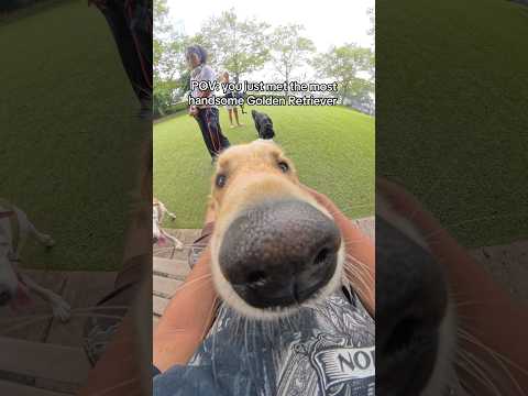 his name is Dante 🥺 #dog #dogvideo #dogtraining #dogs #dogvideos