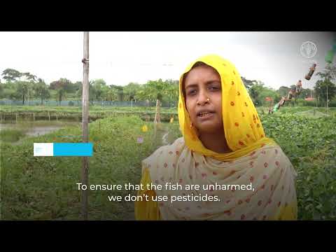 Tackling water challenges: An integrated approach to support farmers in Southern Bangladesh