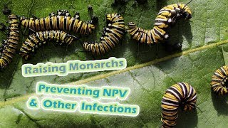 Raising Monarchs - Preventing NPV &amp; Other Infections (Help The Monarch Butterfly)