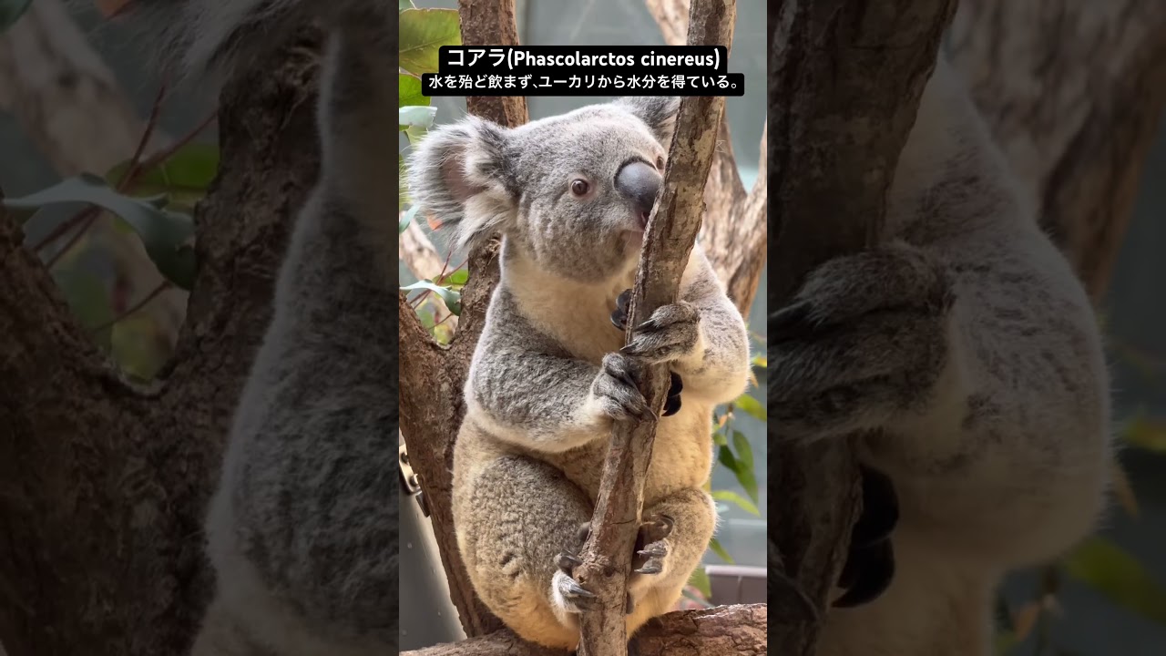 コアラ　#王子動物園