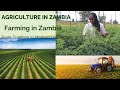 Agriculture In Zambia Farming In Zambia