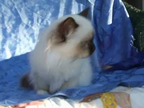 Zanadu Just Bring Me Chocolate