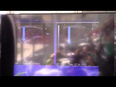 Amino Acid Case Study in horses