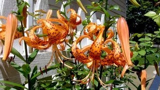 Tiger Lily - Gardening 101 by Dr. Greenthumb
