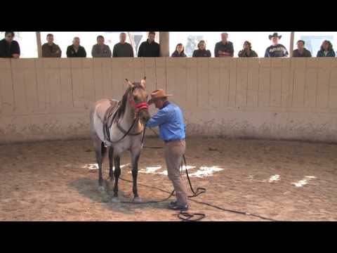 NU HOLLYWOOD ZANE: Willing Partner