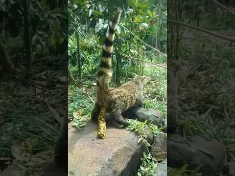 "Poop Coffee" - World's Most Expensive Coffee