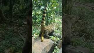 Download lagu 'Poop Coffee' - World's Most Expensive Coffee mp3 Download lagu 'Poop Coffee' - World's Most Expensive Coffee mp3